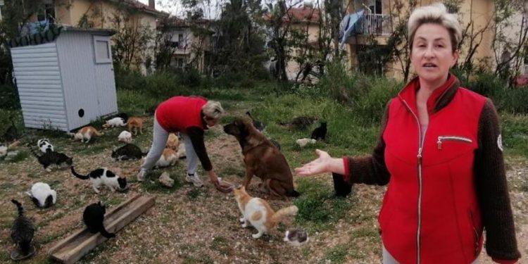 Antalya’da Rus gelin, tek başına 250 kediyi sahiplendi