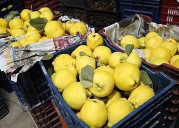 Ayva ihracatından 13 milyon 418 bin liralık gelir