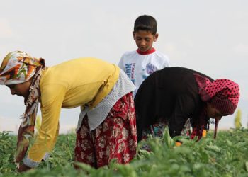 En fazla çocuk işçi tarım sektöründe