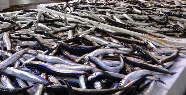 Hamsi ihracatında düşüş