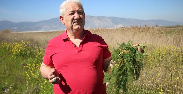 Yol kenarından topladığı otlardan para kazanıyor