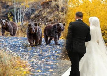 En mutlu günlerini ölümsüzleştirmek istediler! 4 ayı kabusları oldu