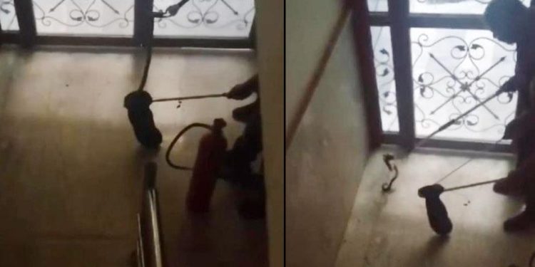 Şanlıurfa’da yılan alarmı! Binaya girdiğini fark edip telefona sarıldılar